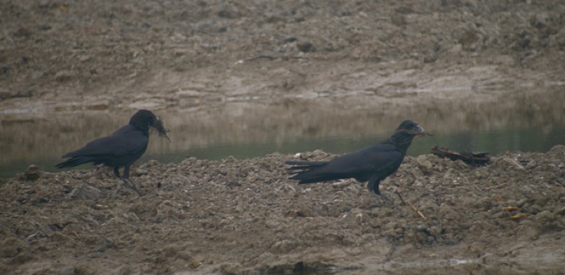 DSCN4519 LB Crows collecting nesting material .jpg