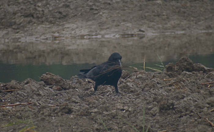 DSCN4520 LB Crow collecting nesting material .jpg