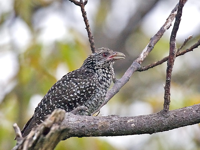 Koel-MPNR-04052007.jpg