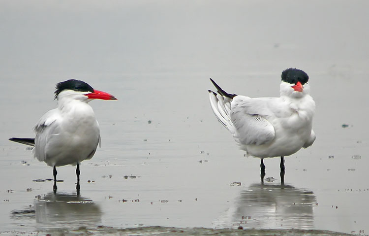 caspian tern.breed.adj DSCN0853.jpg