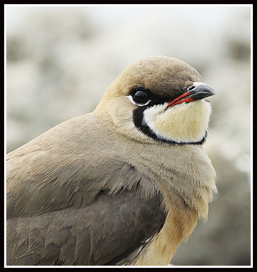 Oriental Pratincole 5.jpg