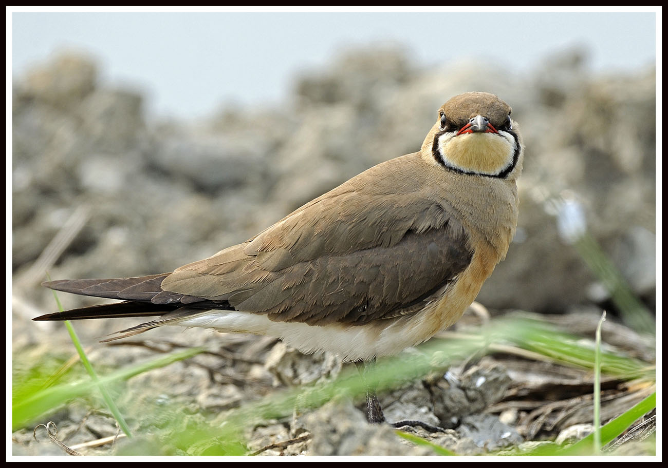 Oriental Pratincole 6.jpg