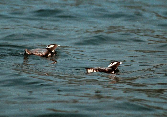 japanese murrelet c.jpg