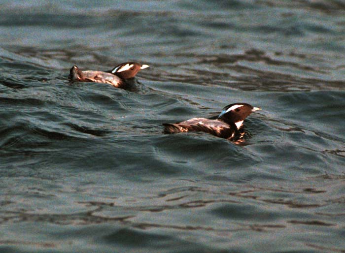 Japanese Murrelet 3.jpg