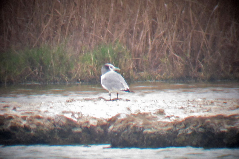 black_legged kittiwake_3 copy.jpg