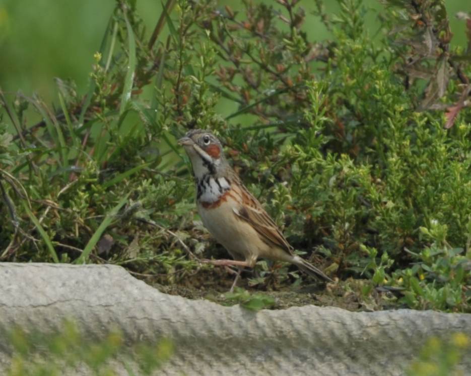 Chestnut-EaredBunting.jpg