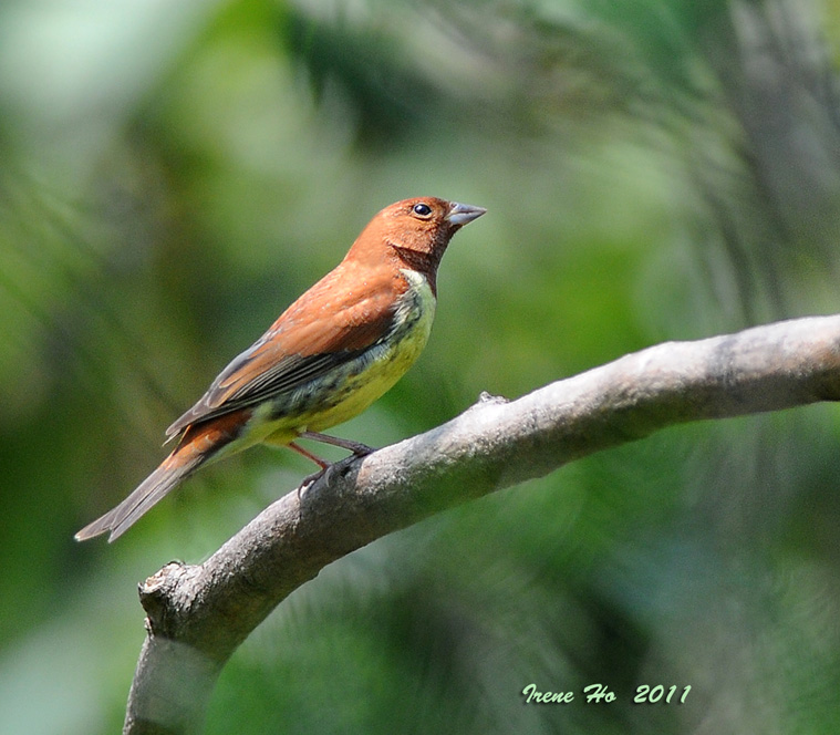 Chestnut Bunting.jpg