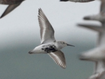 dunlin.jpg