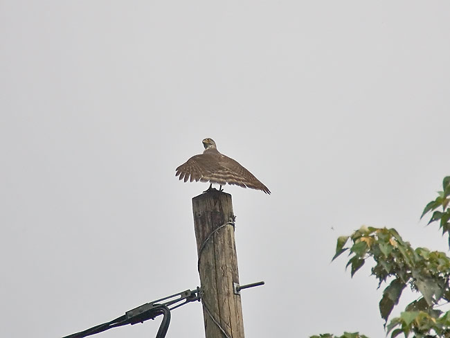 Crested-goshawk-sunning.jpg