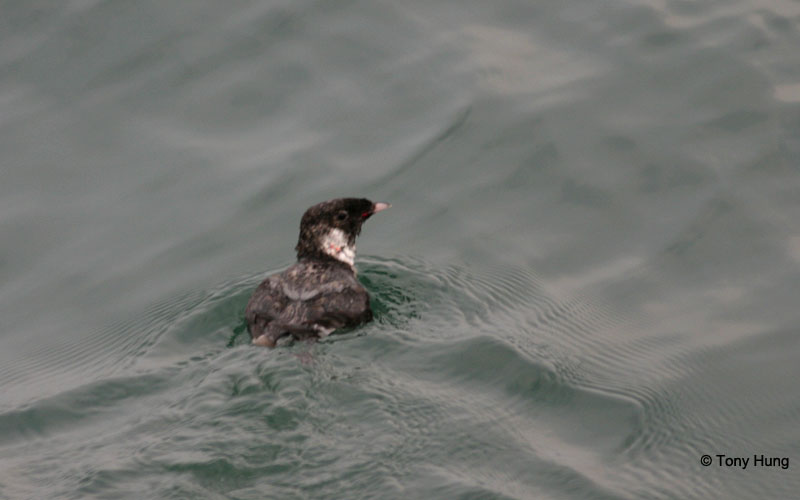 ancient murrelet2.jpg