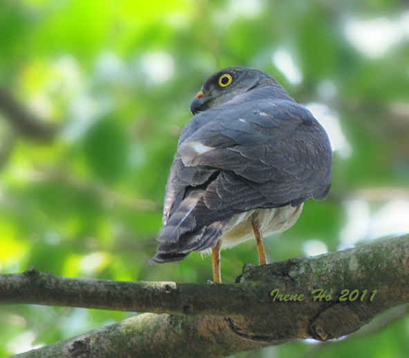 Chinese Goshawk(female).jpg