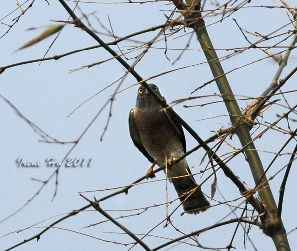 Chinese Goshawk (female1).jpg