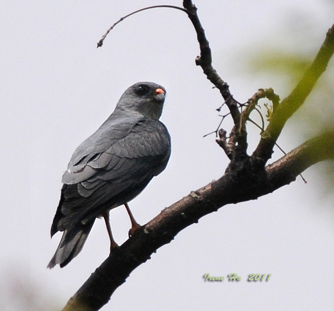 Chinese Goshawk(male).jpg