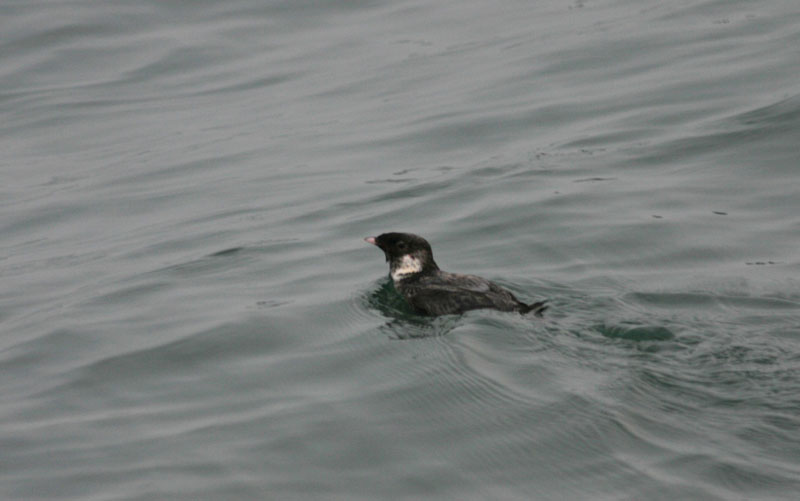 ancient murrelet.jpg