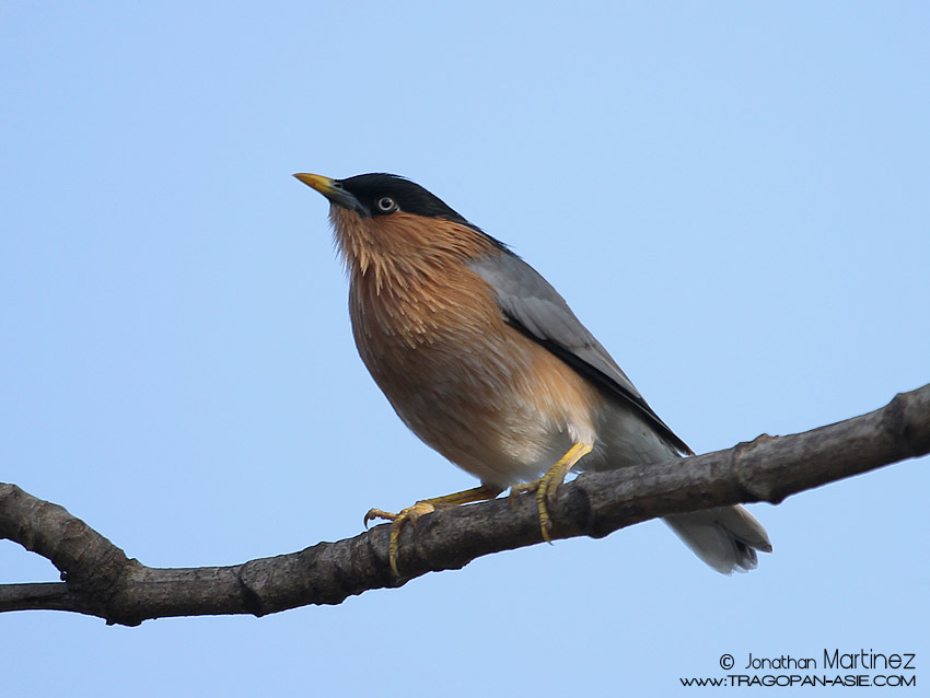 BrahminyStarlingIndiaGujaratGirationalPark30112010CT2I8642.jpg