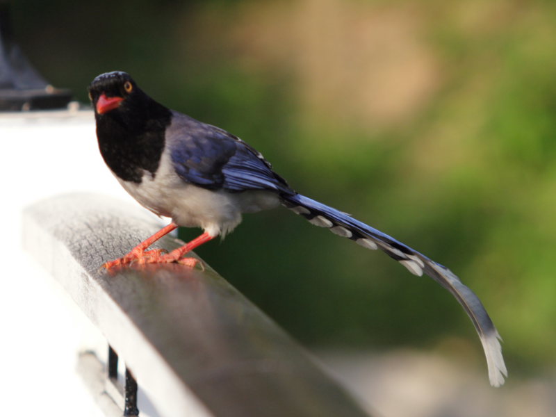 Blue_Magpie_p_03.JPG