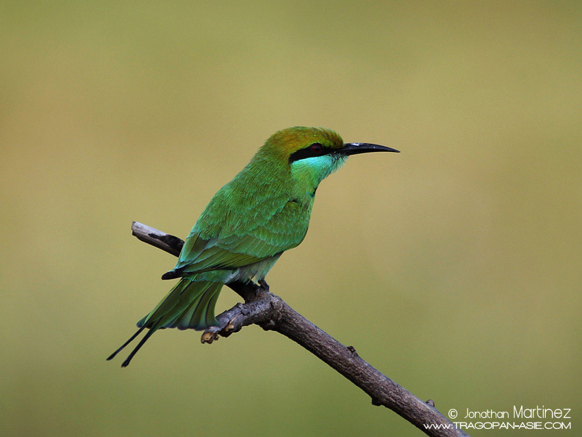 GreenBeeEaterIndiaGujaratGirNationalPark29112010CT2I8457.jpg