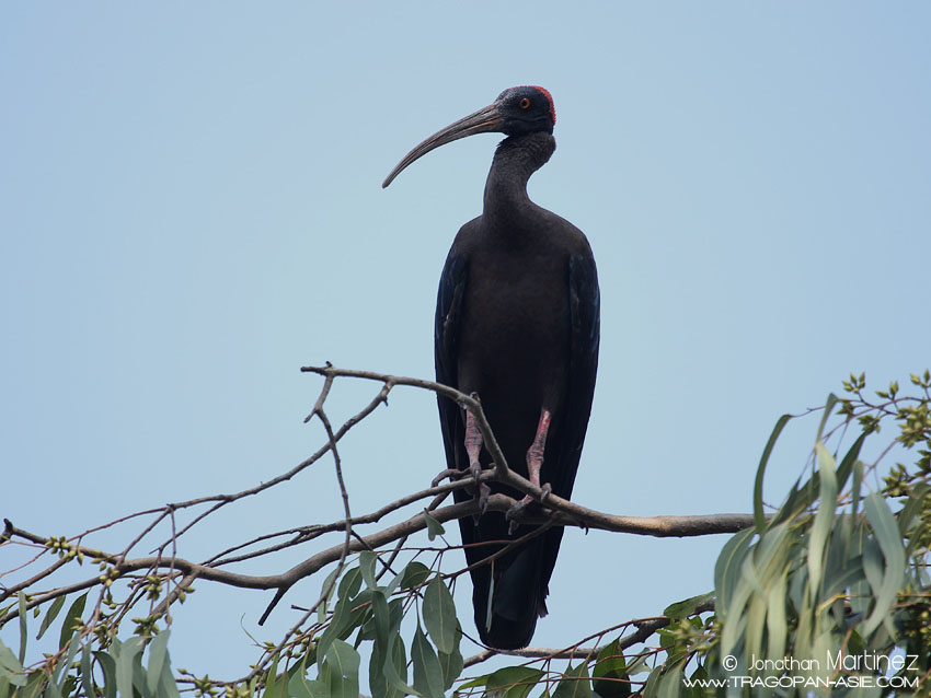 White-shoulderedIbisIndiaGujaratGirNationalPark29112010CT2I8528.jpg