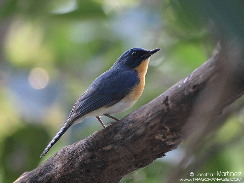 TickellsBlueFlycatcherIndiaGujaratGirNationalPark30112010CT2I8689.jpg