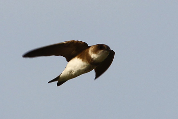 Sand Martin_Tony Hung.JPG