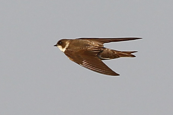 Sand Martin_Tony Hung_2.JPG