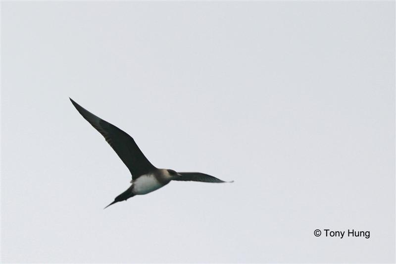 arctic skua01 (Medium).jpg