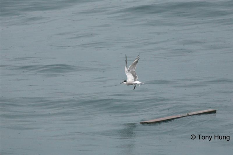 aleutian tern (Medium).jpg