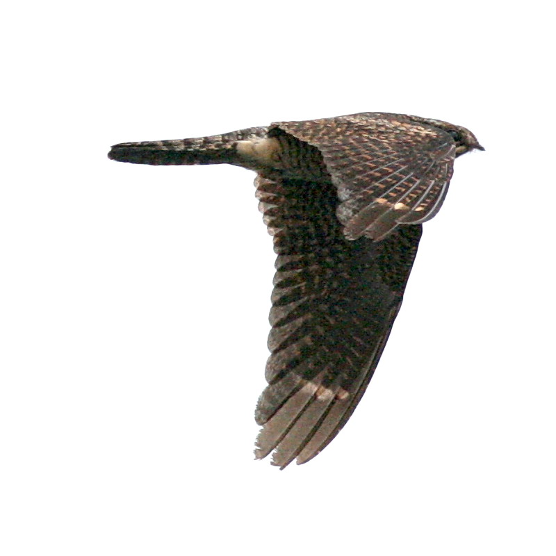 070505 NightJar_1_2747.jpg