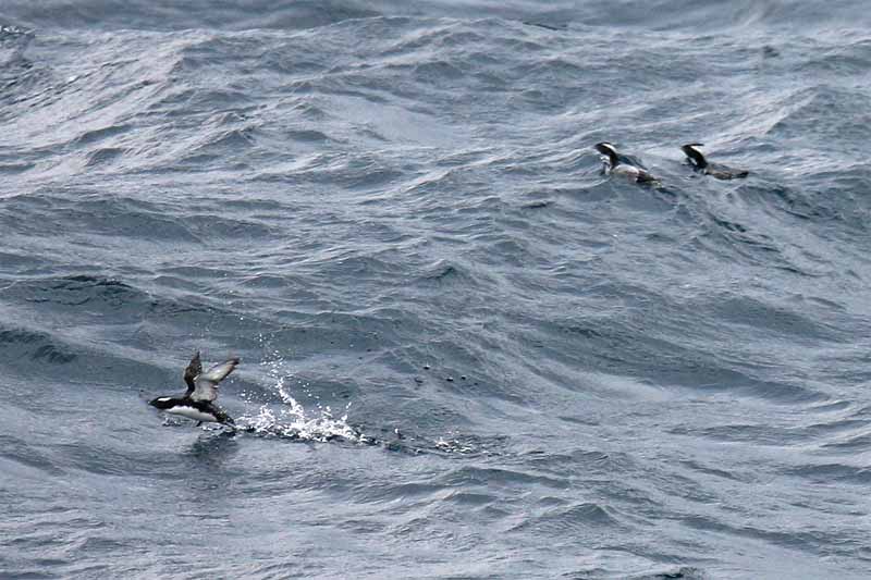 Japanese Murrelet.jpg