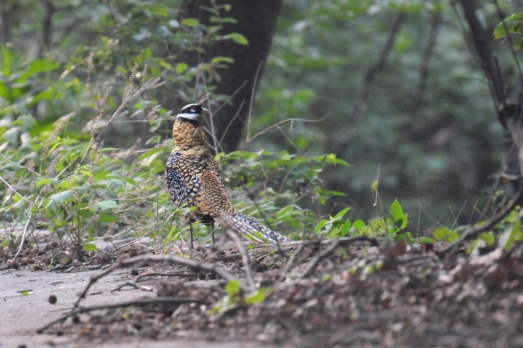 0049_ReevessPheasant-M_DSC_0365_HeN104_Lingshan.jpg