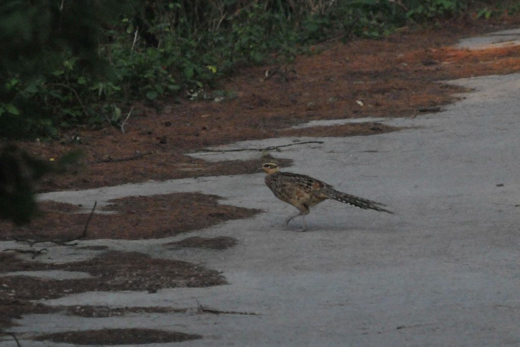 0049_ReevessPheasant-F_DSC_0384_HeN104_Lingshan.jpg