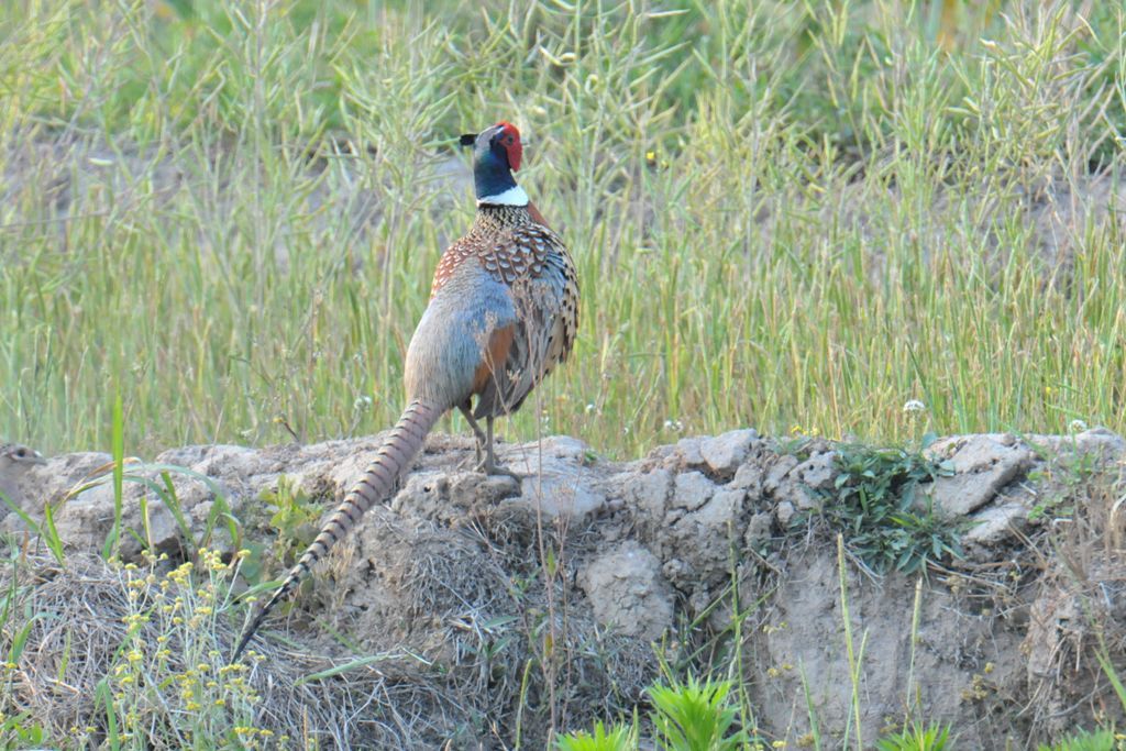 0050_CommonPheasant_DSC_0268_HeN103_Wangdawan.jpg