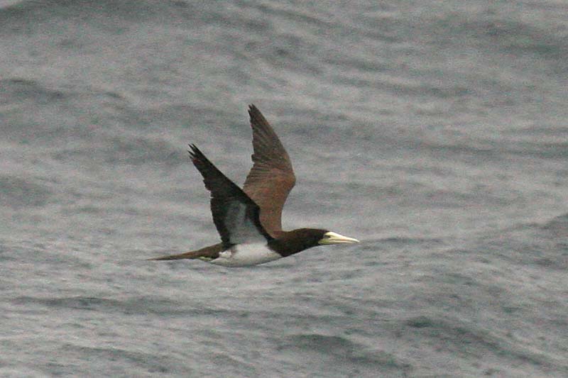 Brown Booby.jpg