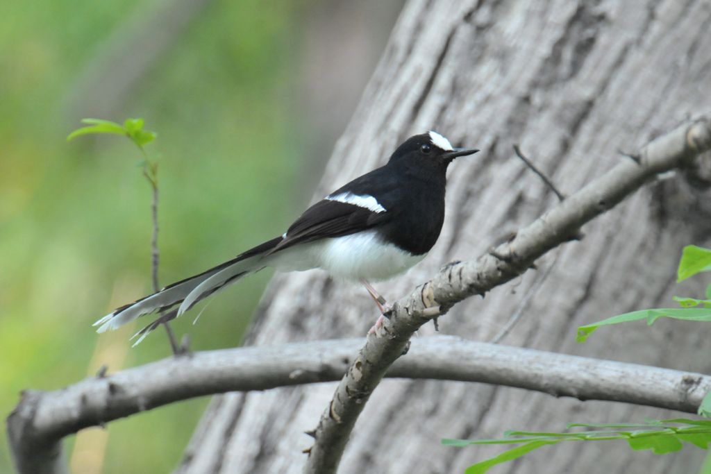 0799_White-crownedForktail_DSC_9865_HeN102_Dongqiao.jpg