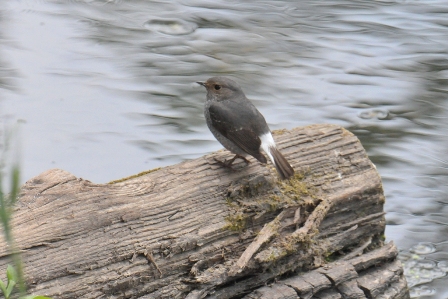 0791_PlumbeousWaterRedstart-F_DSC_0492_HeN104_Gaozhai_R.JPG