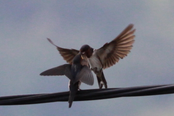 IMG_1905_Barn Swallow 家燕_mw.JPG