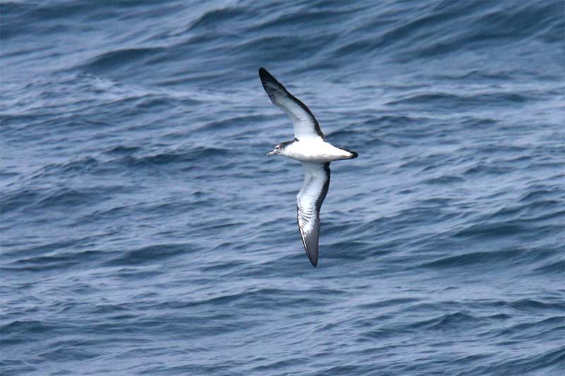 Streaked Shearwater4.jpg