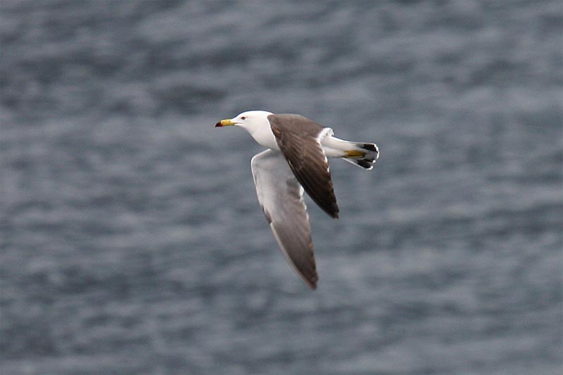 Black-tailed gull.jpg