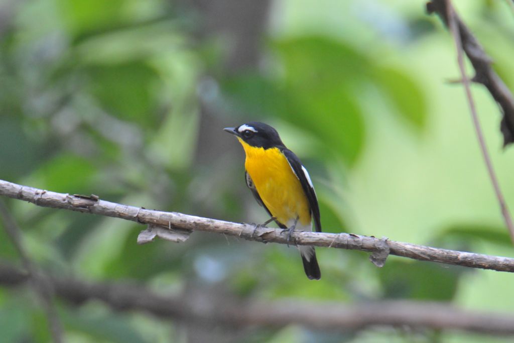 0733_Yellow-rumpedFlycatcher-M_DSC_0021_HeN103_Dongqiao.jpg