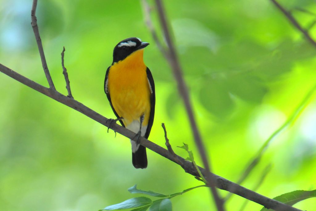 0733_Yellow-rumpedFlycatcher-M_DSC_0026_HeN103_Dongqiao.jpg