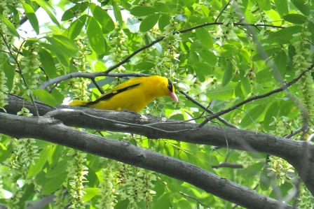 0645_Black-napedOriole_DSC_0477_HeN104_Tongxinqiao_R.JPG