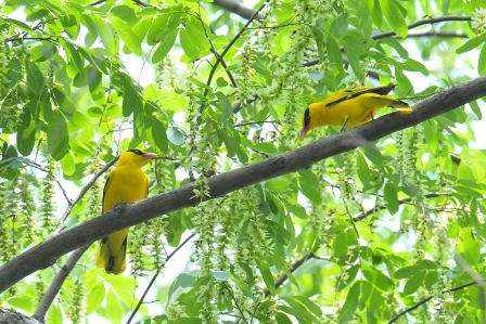 0645_Black-napedOriole_DSC_0485_HeN104_Tongxinqiao_R.JPG