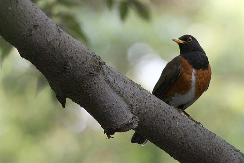 Izu Island Thrush male.jpg