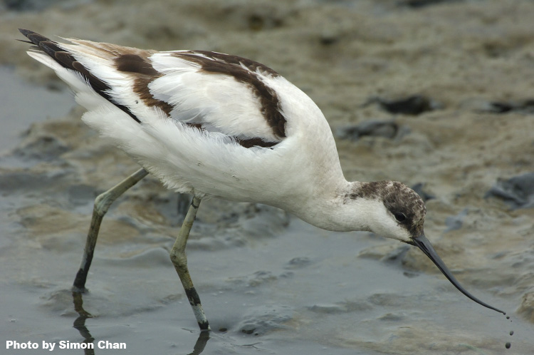 Pied Avocet_1.jpg