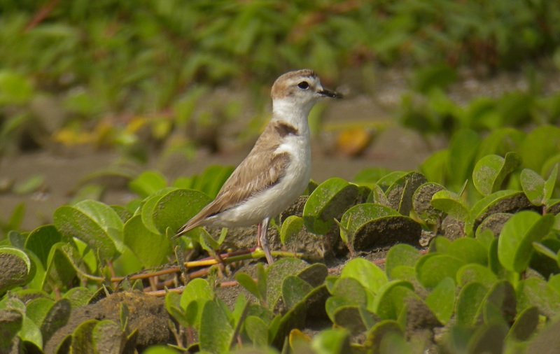 DSCN6766 Swinhoe's Plover male 1.jpg