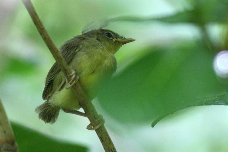 Yellow-eye fledging.jpg