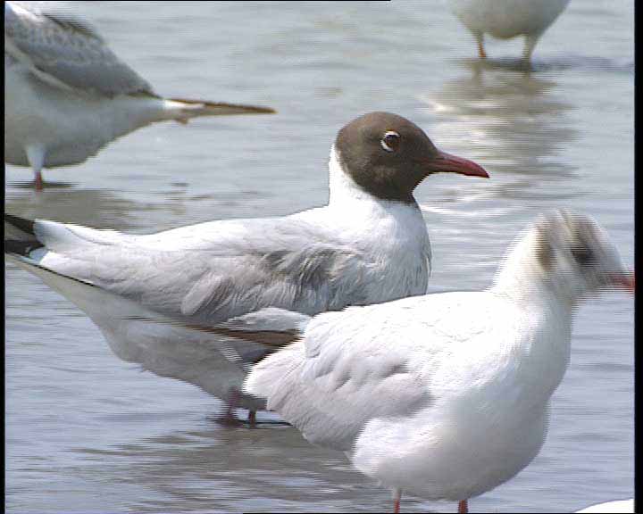 Black-headed Gull10986.jpg