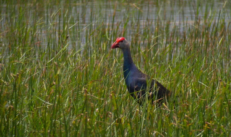 DSCN6790 Purple Swamphen 1.jpg