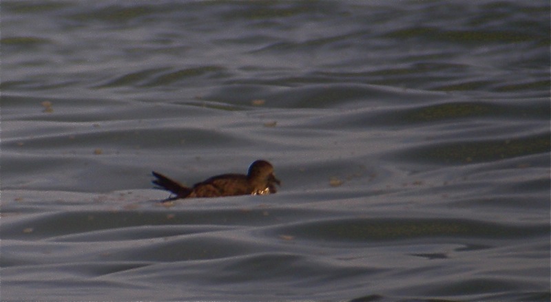 DSCN6831 shearwater sp 1 bf.jpg