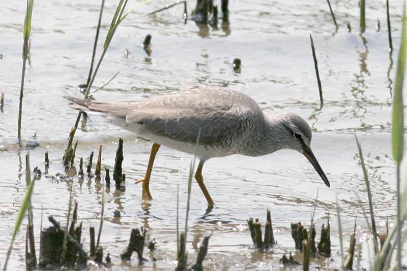 Grey-tailed Tattler.jpg